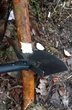 Лопата туристична SOG SK-223 - зображення 9