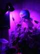 Фитолампа GreenHouse GR-8 с светильником-прищепка - изображение 2