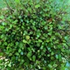 Австралійська Ліана Мюленбекия Muehlenbeckia Complexa Maori, об'єм горщика 0.6 л - зображення 1