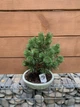 Бонсай Японська сосна Bonsai Pinus thunbergii, h 25 - 35см, горшок 24' - изображение 2