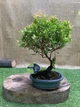 Бонсай Сизигиум Syzygium paniculatum, h 30-40см, керамічний горщик - изображение 1