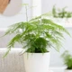 Аспарагус Asparagus Setaceus, высота 30-35см, объём горшка 0,7л (RG085) - изображение 1