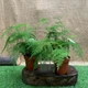 Аспарагус Asparagus Setaceus, высота 30-35см, объём горшка 0,7л (RG085) - изображение 3
