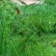 Аспарагус Asparagus Setaceus, висота 35см, об'єм горщика 0,7 л - зображення 6