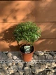 Мирт Myrtus communis на штамбі, висота 30-40 см, 12 горщик - изображение 2
