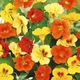 Настурція Райські птахи Різнобарвний Насіння Florium (726682) - зображення 1
