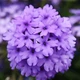 Вербена гібридна Блакитна Синій Насіння Florium (726770) - зображення 1