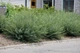 Ива пурпурная Нана / Salix purpurea Nana С12 Ра70 - изображение 5