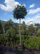 Клён остролистый Глобозум (штамб) / Acer platanoides Globosum С45 Ра180 Н260 обх.6-8 - изображение 3