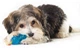 Іграшка для собак Petstages Orka Chew Pair Blu SM Орка кісточка та гантель міні Блакитна (pt234) - зображення 2