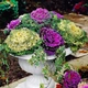 Капуста декоративна Бахромчата Різнобарвний Насіння Florium - зображення 2