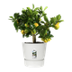 Горщик для квітів Elho Greenville Round круглий 55 л 47 x 44 см (332280) Білий - зображення 1