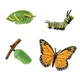 Фигурки Safari Ltd Жизненный Цикл Бабочки "Монарх", Safari Ltd 622616 - изображение 2