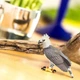 Фігурка Южно-американська гарпія Safari Ltd 150929 - изображение 7