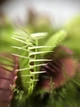 Растение хищник Венерина Мухоловка AlienPlants B52 Dionaea muscipula B52 размер L - зображення 1