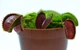 Растение хищник Венерина Мухоловка AlienPlants B52 Dionaea muscipula B52 размер L - зображення 3