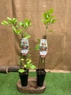 Цитрус Китайський Апельсин Citrus sinensis Orangin, висота 60см, об'єм горщика 1,5 л - зображення 5