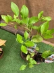 Цитрус Китайський Апельсин Citrus sinensis Orangin, висота 60см, об'єм горщика 1,5 л - зображення 3