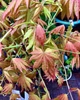 Японский клен (Japanese maple) Moonrise, 60-70см, объем горшка 3л - изображение 4