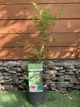 Японський клен Japanese maple, acer palmatum Emerald Lace, висота 60-80см, об`єм горщику 3л - изображение 1