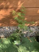 Японський клен Japanese maple, acer palmatum Emerald Lace, висота 60-80см, об`єм горщику 3л - изображение 3