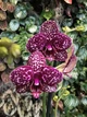 Орхидея Фаленопсис Дикий Кот Orchid Phalaenopsis Wild Cat 1 ветка - изображение 1