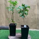 Рослина Юрского періоду Гінкго Білоба Ginkgo biloba, висота 40 - 70см - зображення 2
