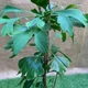 Рослина Юрского періоду Гінкго Білоба Ginkgo biloba, висота 40 - 70см - зображення 4