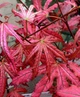 Японский клен (Japanese maple) Amagi Shigure, 60-70см, объем горшка 3л (RG031) - изображение 5