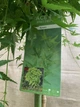 Японский клен Japanese maple, acer palmatum Ryusen Green Carpet, 1,5м, объем горшка 20л - изображение 5