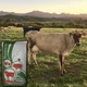 Енергетичний компонент вітамінно-мінеральний концентрат Шенкон Shen Mix Energy Special одноразова випойка молочні корови 10 кг E114 - зображення 3