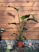 Стрелитция Николая Strelitzia nicolai, высота 110 - 130см, объем горшка 5л (RG222) - изображение 1