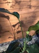 Стрелитция Николая Strelitzia nicolai, высота 110 - 130см, объем горшка 5л (RG222) - изображение 2