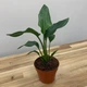 Стреліція Королівська Strelitzia reginaee (Райська пташка), цвітіння на фото - декор, Ø12 см. H 35-50 см. - зображення 2