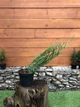 Ялівець горизонтальний Alpina Juniperus horizontalis, висота 30-40см, об'єм горщика 3л - зображення 1