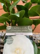 Камелія японська Camellia Japonica Nuccio’s Gem, висота 50 см, об'єм горщику 2л - зображення 2