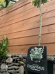 Бересклет Форчуна Арлекін на штамбі Euonymus Fortunei Harlequin, висота 100см, об'єм горщику 4л (RG231) - изображение 3