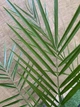 Пальма Фінік Канарський Phoenix Canariensis, висота 90-100см, обсяг горщика 2,5л (RG060-2) - зображення 2