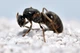 Колонія Мурах Lasius Niger з Кормом білковим, вуглеводним та фруктовим - зображення 2