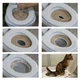 Система привчання кішок до унітазу Citi Kitty Cat Toilet Training, туалет для котів - зображення 4