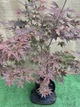 Японский клен Japanese maple, acer palmatum Atropurpureum, высота 1,3-1,5м, объем горшка 10л (RG067) - изображение 1