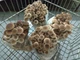 Свіжі гриби Опеньок тополевий (Cyclocybe aegerita) 1кг - зображення 2