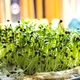 Насіння мікрозелені Agrocity Кінза (коріандр) 10 г - зображення 2
