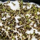 Насіння мікрозелені Agrocity Кінза (коріандр) 10 г - зображення 6