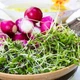 Насіння мікрозелені Agrocity Кінза (коріандр) 10 г - зображення 9