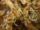 Мох новозеландский Besgrow Spagmoss (Спагмосс) Premier длинный 80 литров (1 кг) заводская упаковка - изображение 4