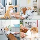 Щётка-фен для шерсти собак и кошек 2в1 PET Grooming Dryer WN-10 портативный массажёр расчёска для груминга животных Белый (D-2019090625) - изображение 2