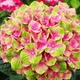 Гортензия Magical Red Amethyst Крупнолистная Синий, Розовый Florium (506135) - изображение 2