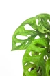 Монстера Манки Маск / Monstera Monkey Mask 40 см - зображення 3