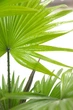 Пальма Ливистона / Livistona Palm 80-90 см - изображение 2